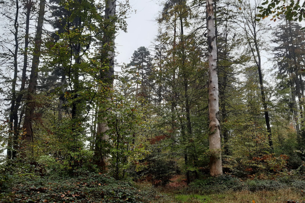 Dauerwaldartig bewirtschafteter Mischwald am Höhenzug
